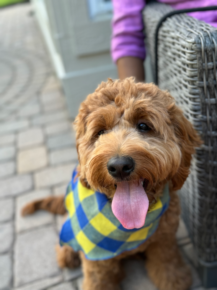 Hypoallergenic Mini Goldiepoo Poodle Mix Pup