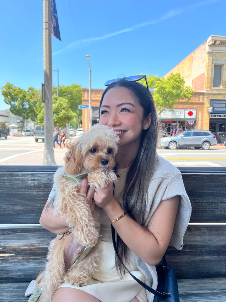 Small Cavapoo Pup in