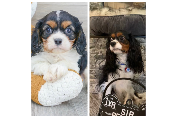 Best Cavalier King Charles Spaniel Baby