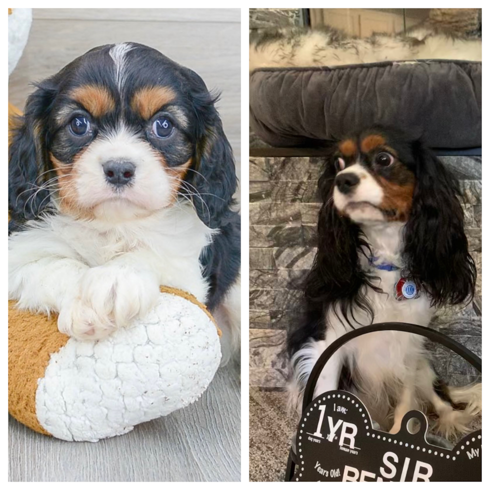 Cute Cavalier King Charles Spaniel Purebred Pup