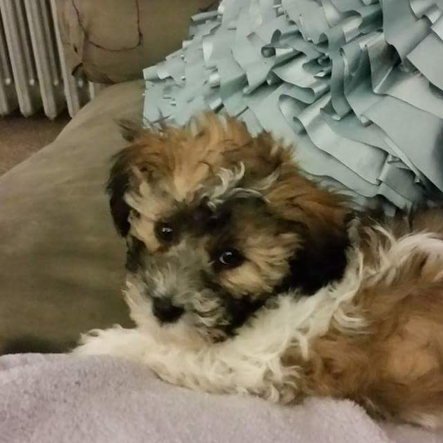 Teddy Bear Puppy for Adoption