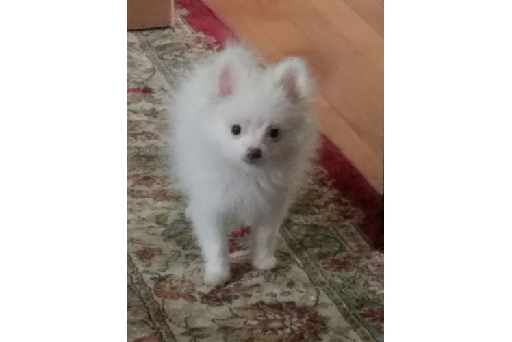 Sweet Pomeranian Purebred Puppy