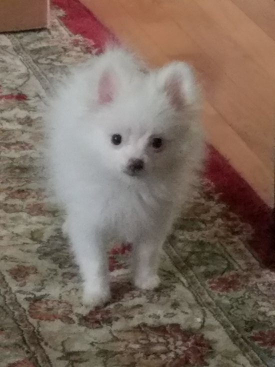 Happy Pomeranian Pup in Chattanooga Tennessee