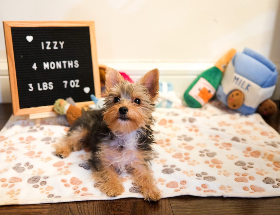 New York Yorkshire Terrier Pup