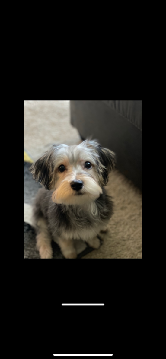 Macomb Morkie Pup