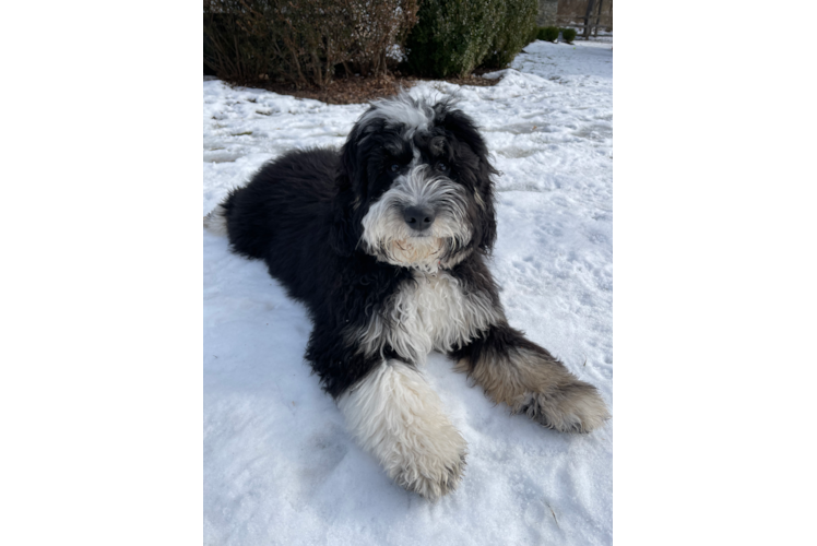 Mini Bernedoodle Puppy for Adoption