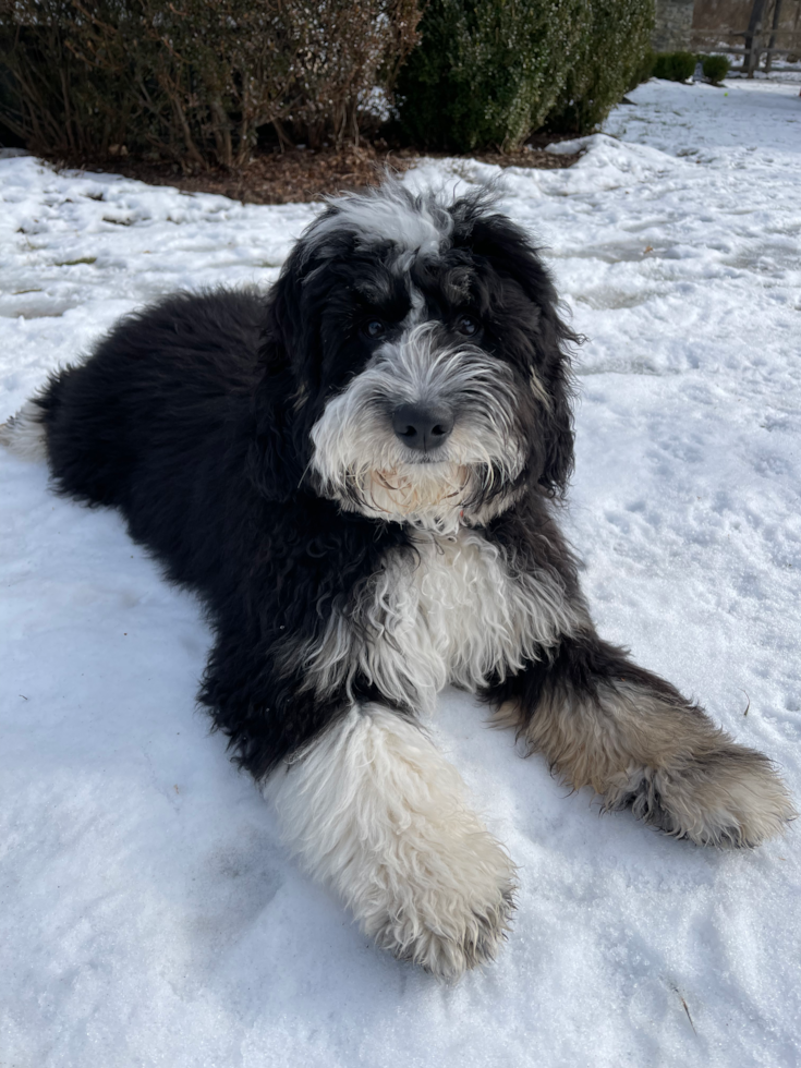 Funny Mini Bernedoodle Poodle Mix Pup