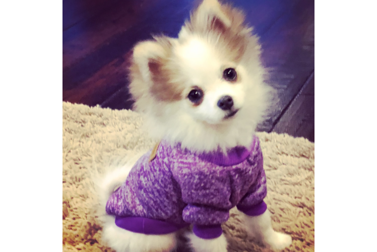 Akc Registered Pomeranian Baby