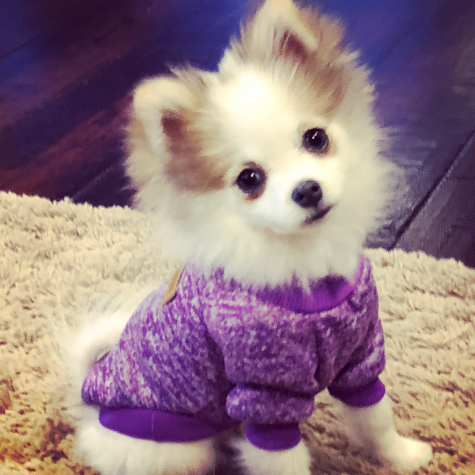 Pomeranian Being Cute