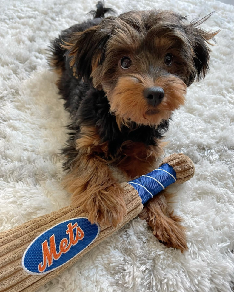 Smart Yorkie Poo Poodle Mix Pup