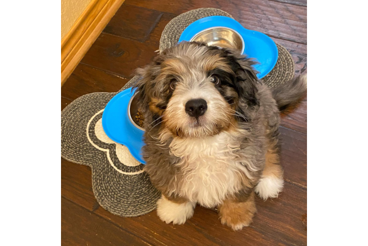 Best Mini Bernedoodle Baby