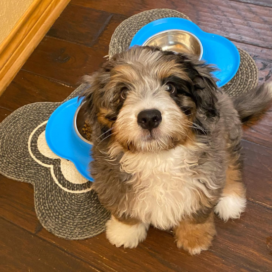 Plano Mini Bernedoodle Pup