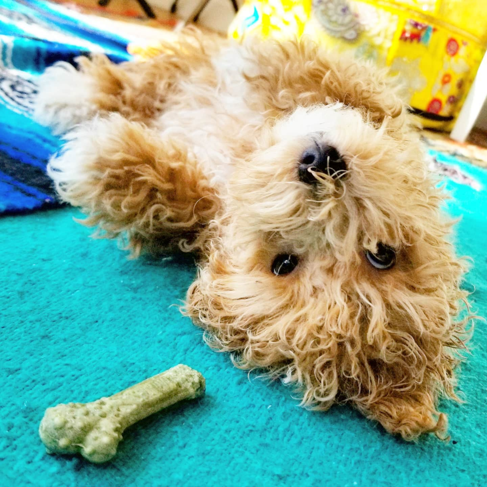 Maltipoo Being Cute