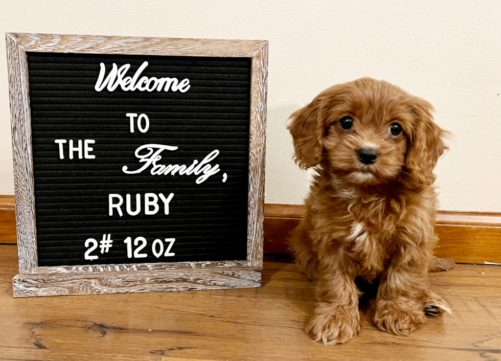 Petite Cavapoo Poodle Mix Pup