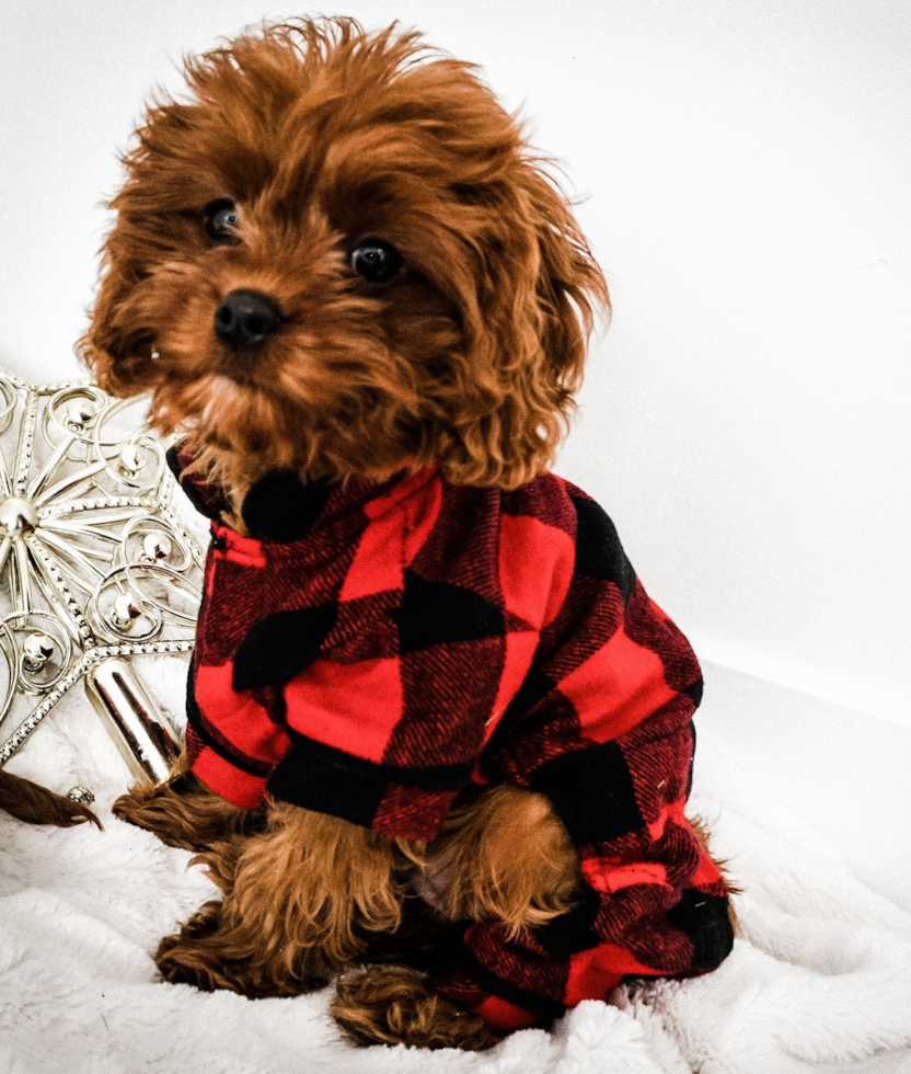 Fluffy Cavapoo Poodle Mix Pup