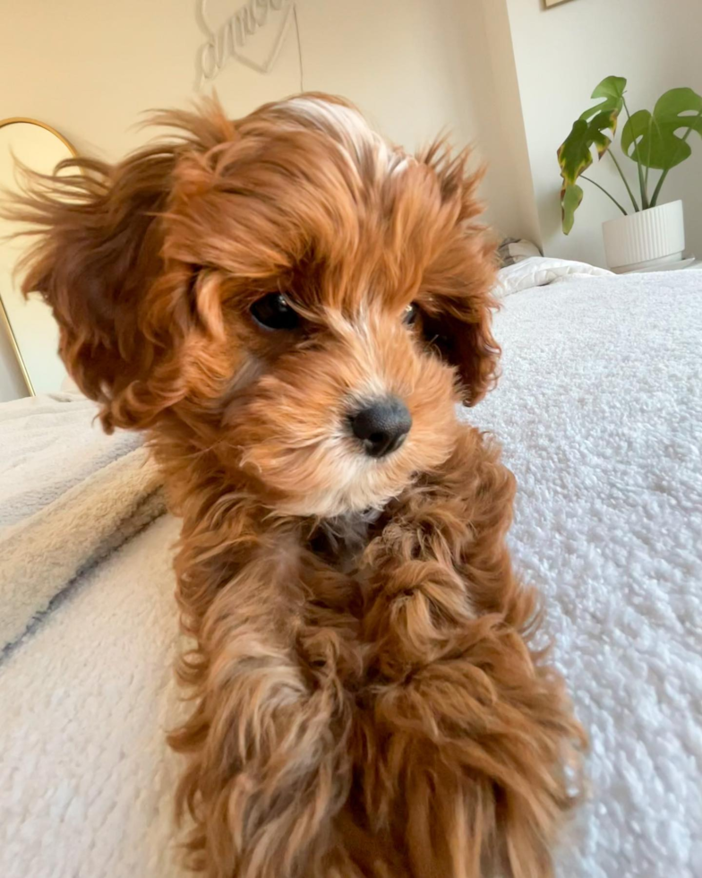 Energetic Cavoodle Poodle Mix Pup