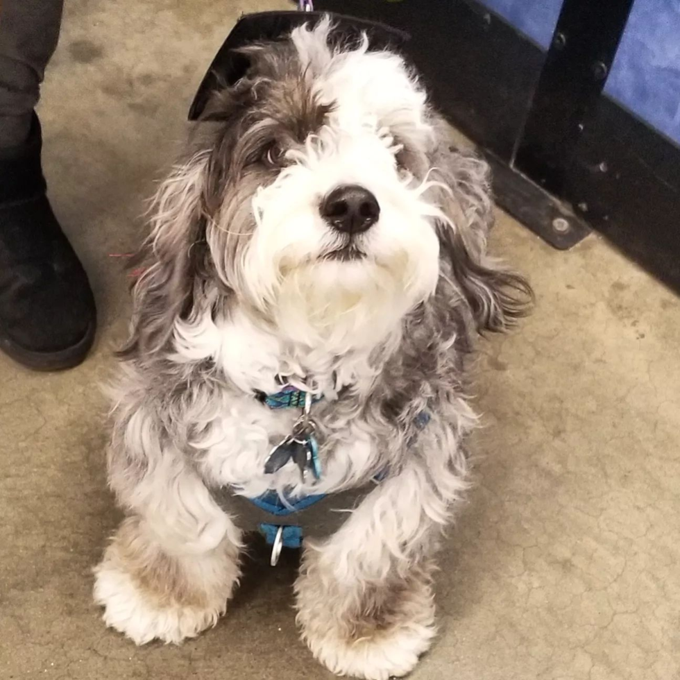 Playful Mini Berniedoodle Poodle Mix Pup