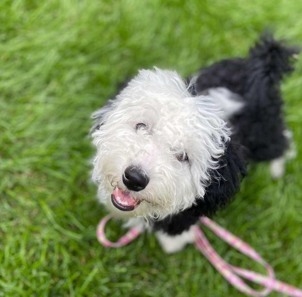 Mini Sheepadoodle Being Cute