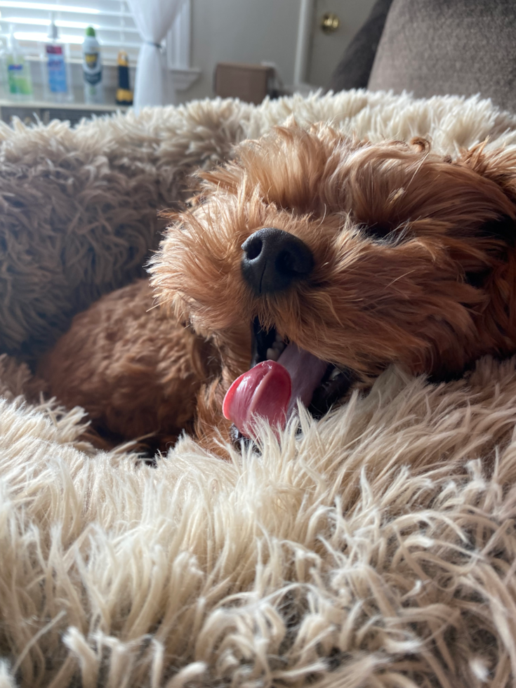 Cute Cavapoo Pup in