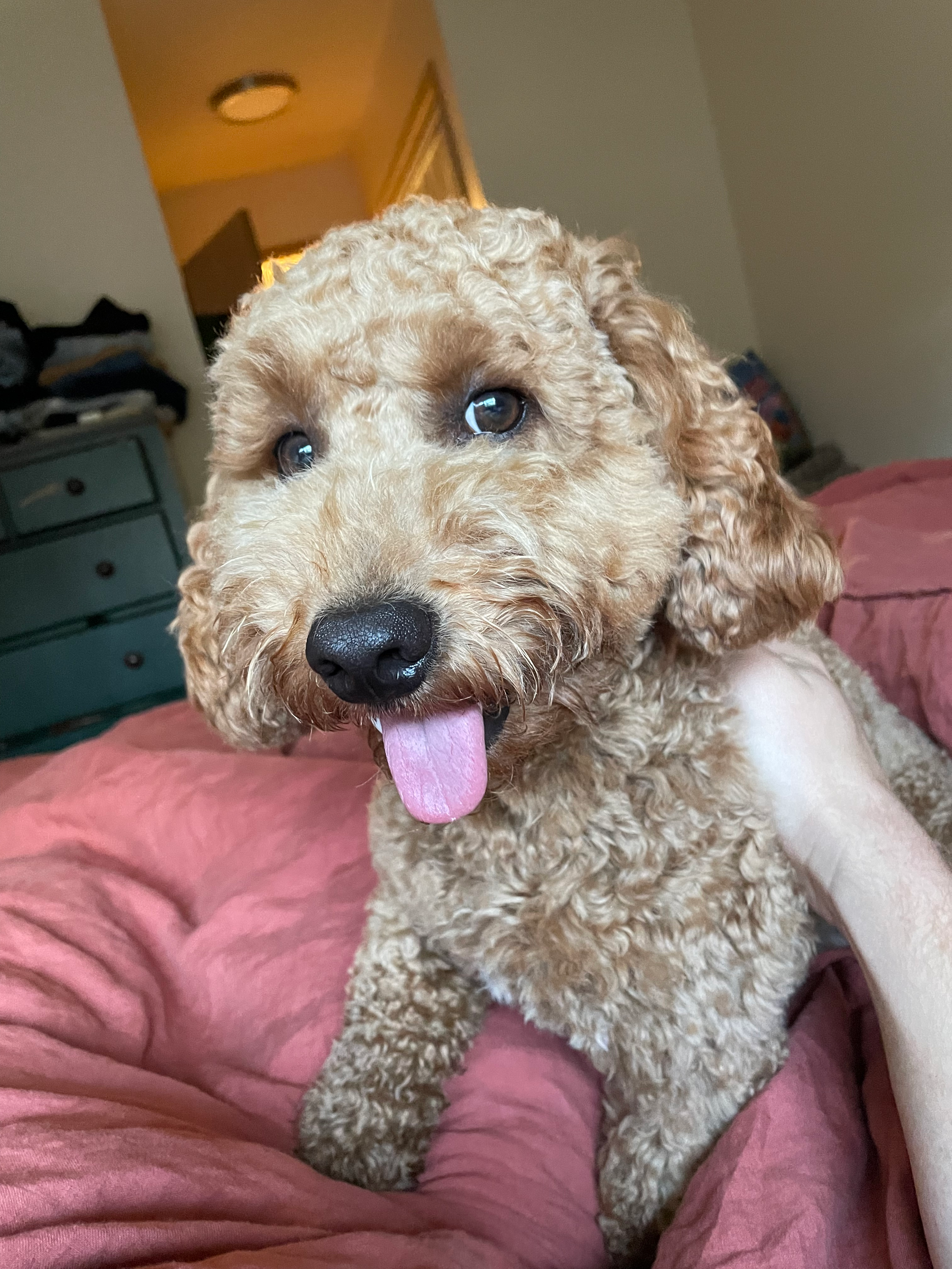 Playful Golden Retriever Poodle Mix Puppy