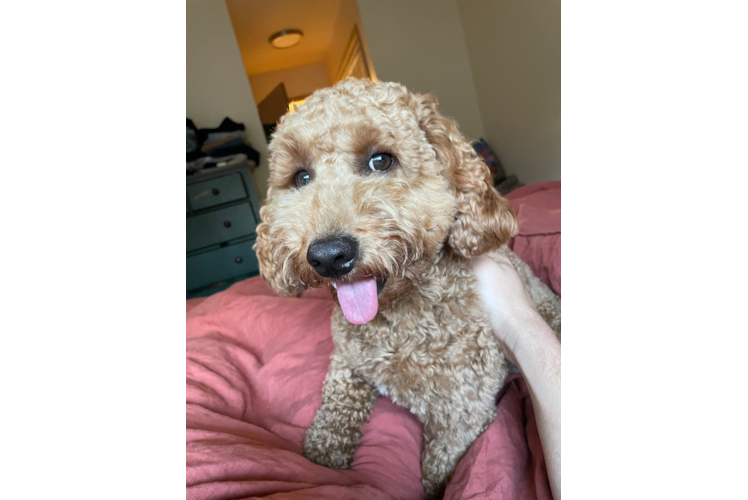 Playful Golden Retriever Poodle Mix Puppy