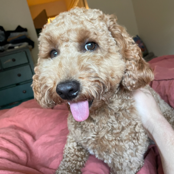 Small Mini Goldendoodle Pup