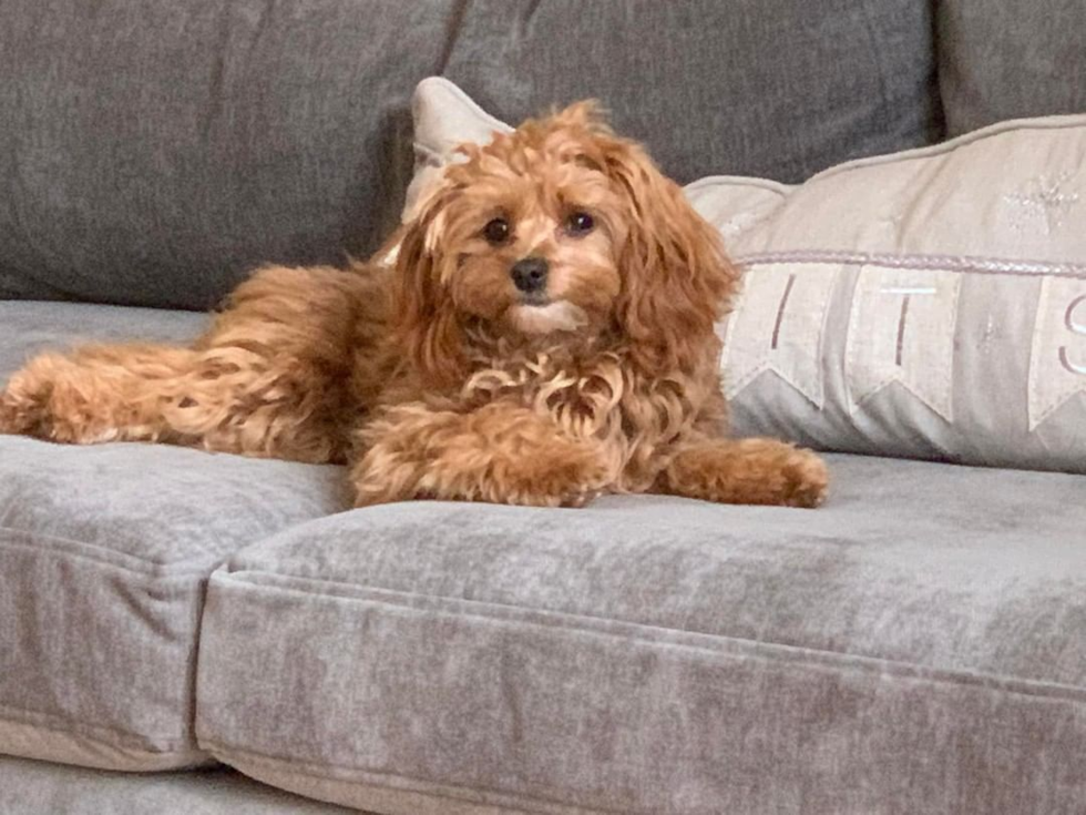 Johns Creek Cavapoo Pup