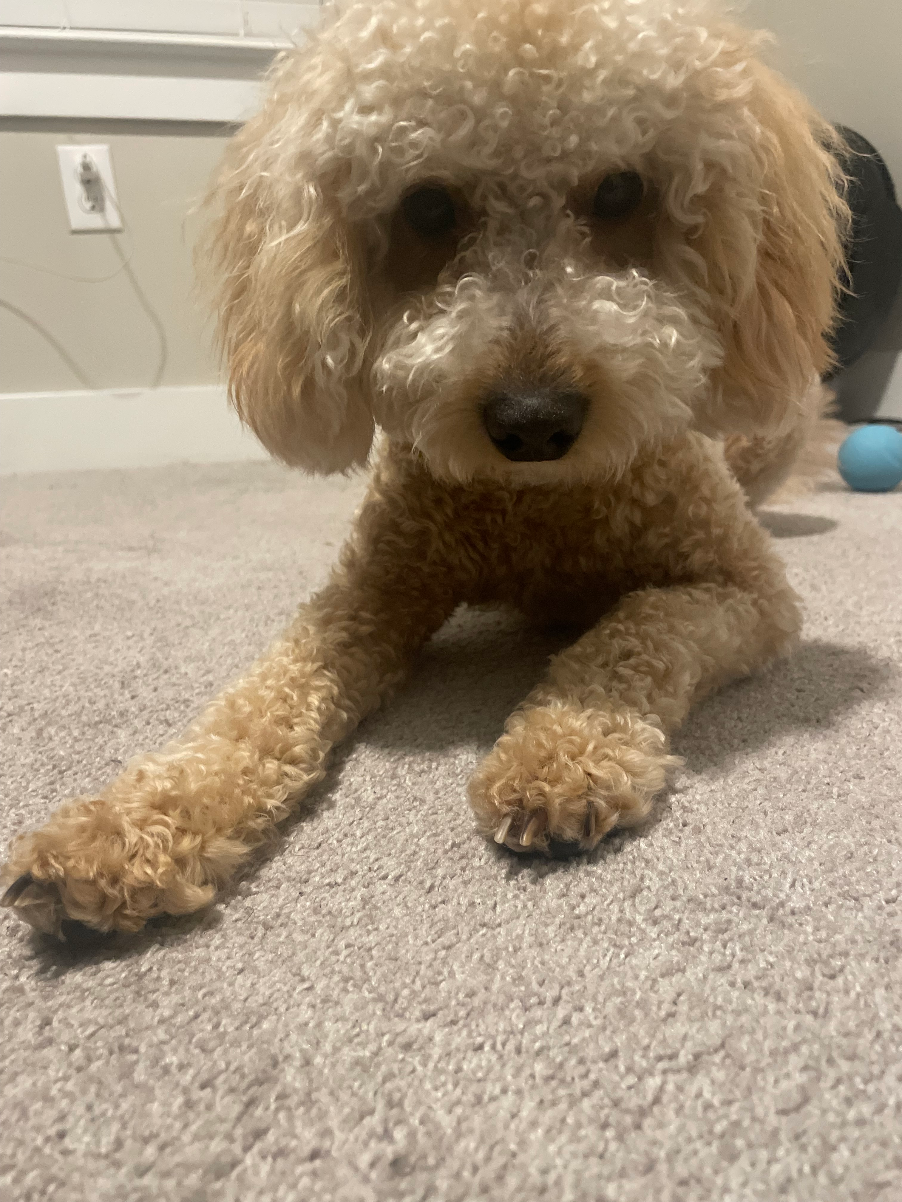 Sweet Mini Goldendoodle Baby