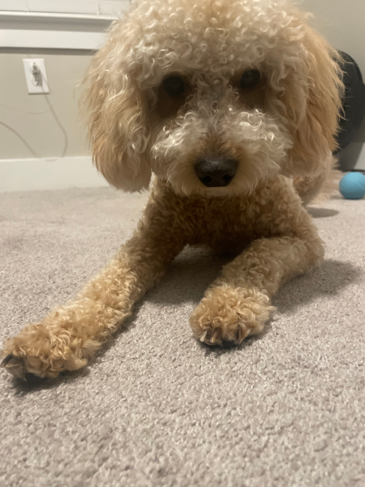 Mini Goldendoodle Pup