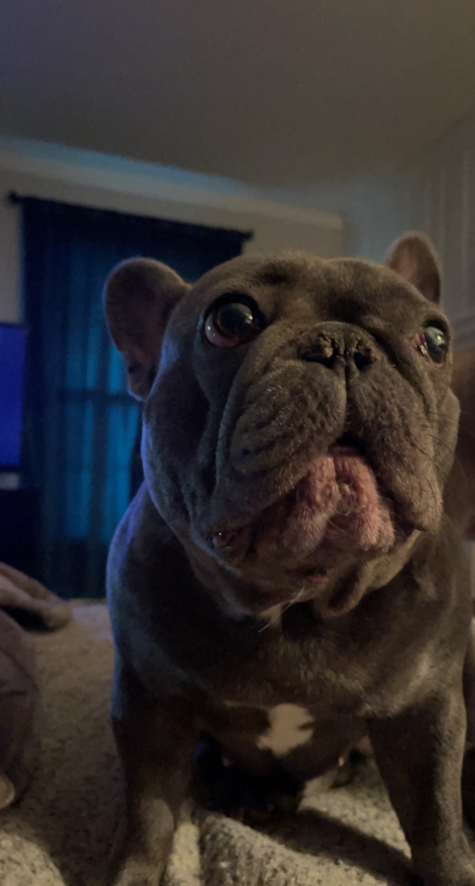 Happy Frenchie Purebred Pup