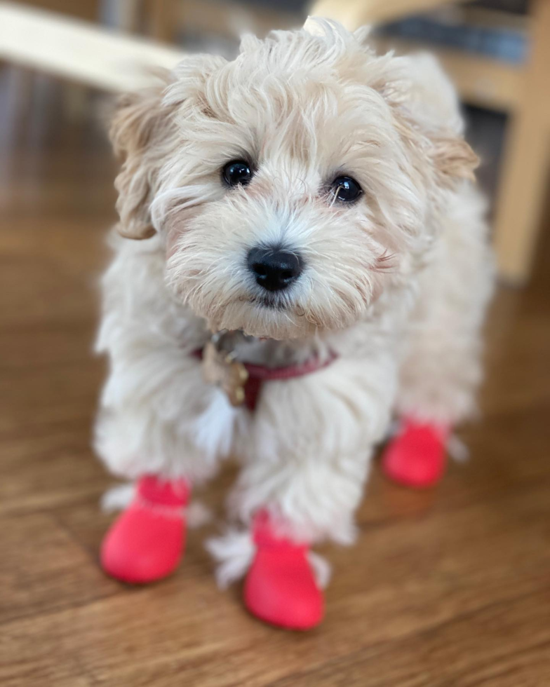 Playful Maltepoo Poodle Mix Pup