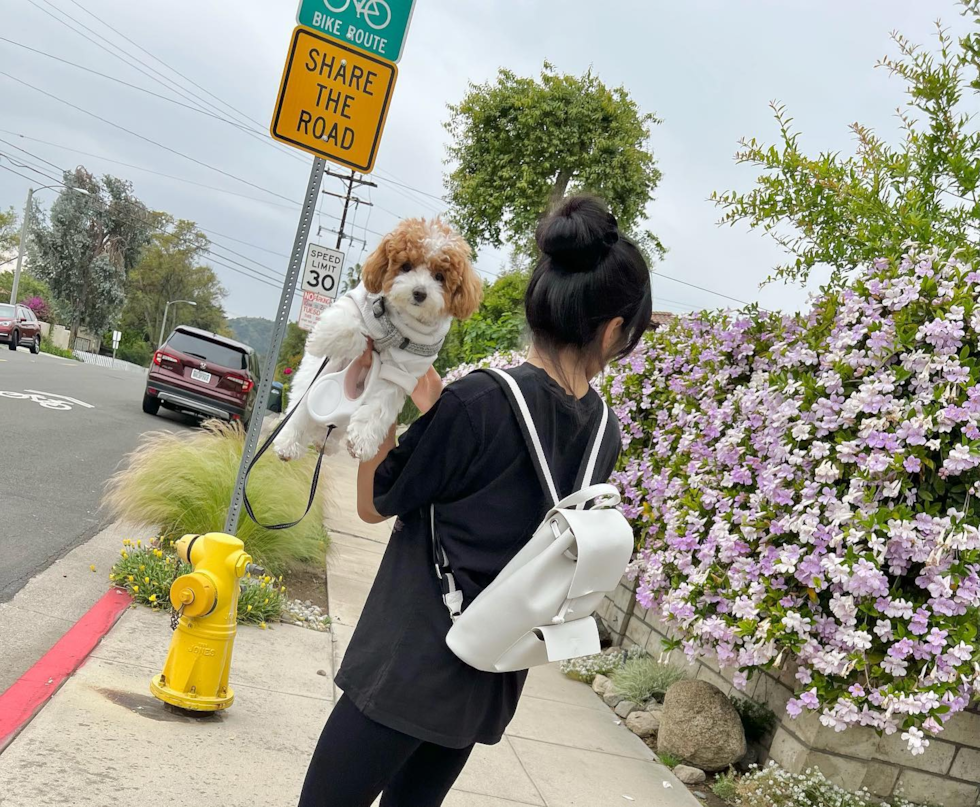 Hypoallergenic Poodle Pup