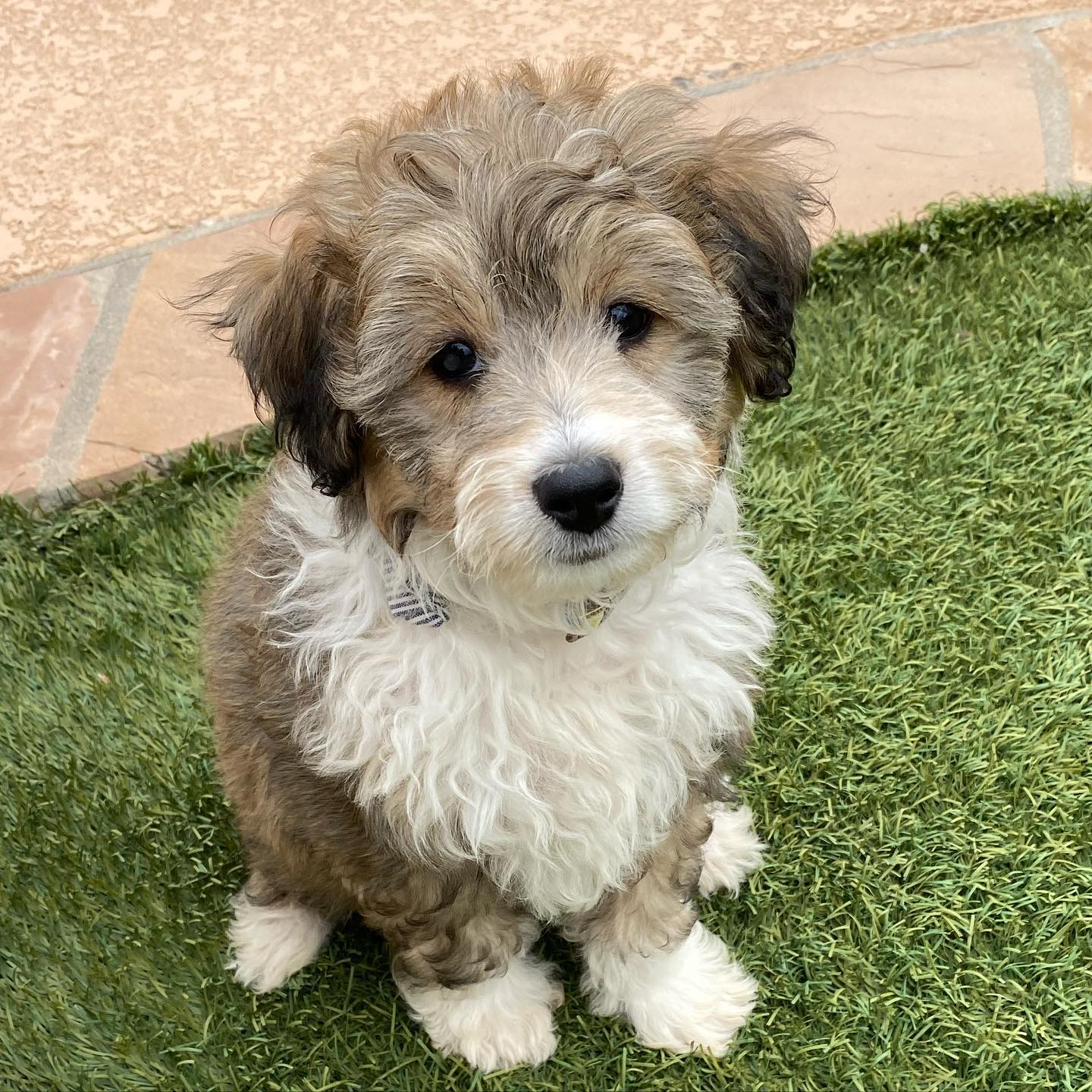 Best Mini Aussiedoodle Baby