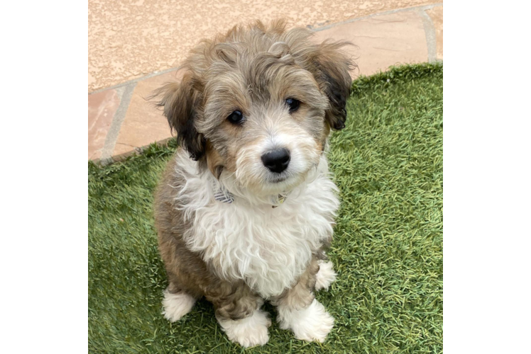 Best Mini Aussiedoodle Baby