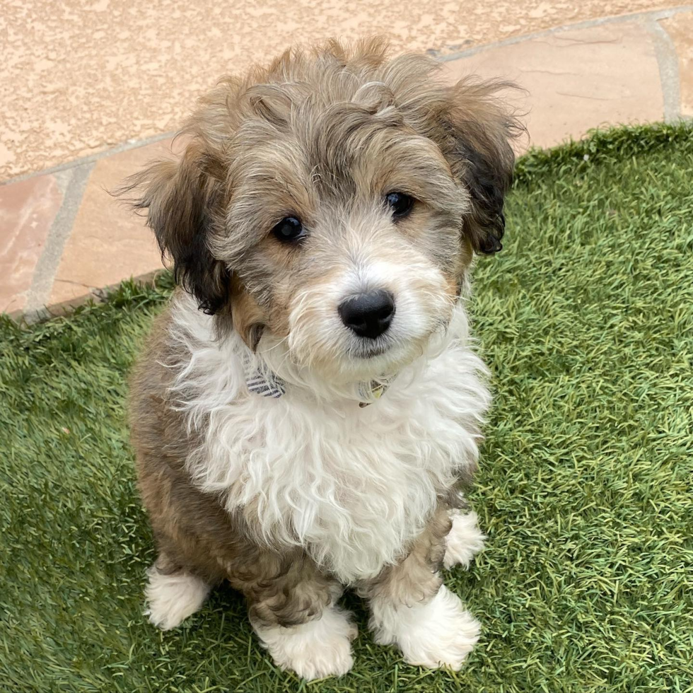 Happy Mini Aussiedoodle Pup