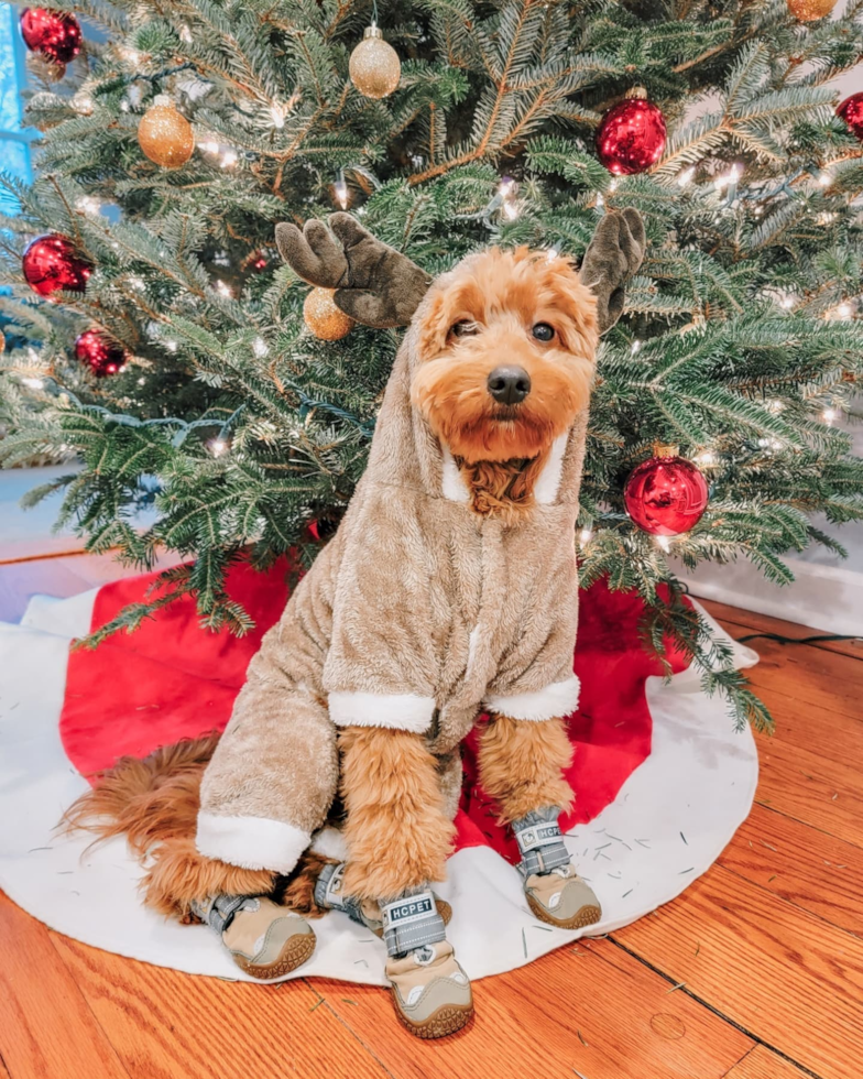 Smart Mini Goldendoodle Poodle Mix Pup