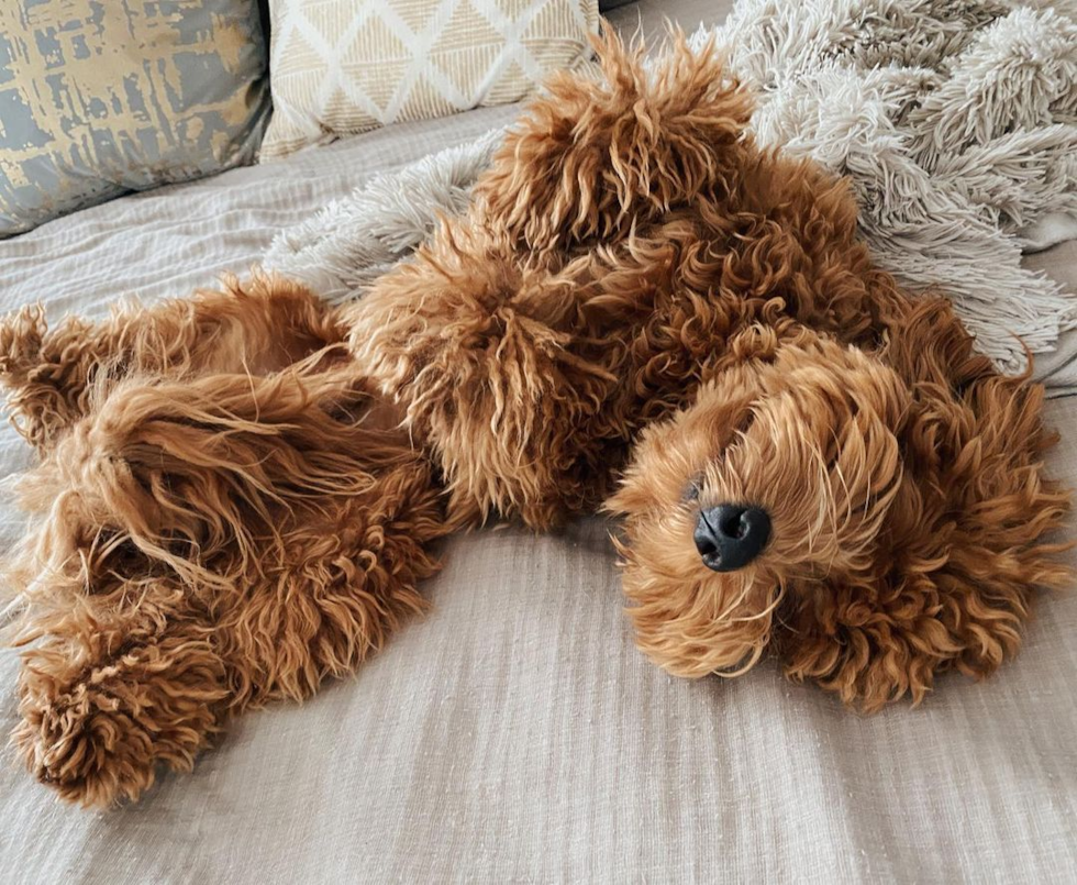 Small Mini Goldendoodle Pup