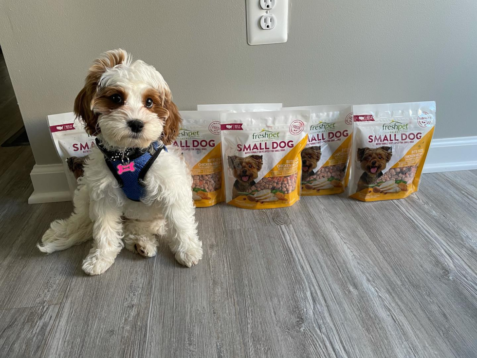 Small Cavapoo Pup