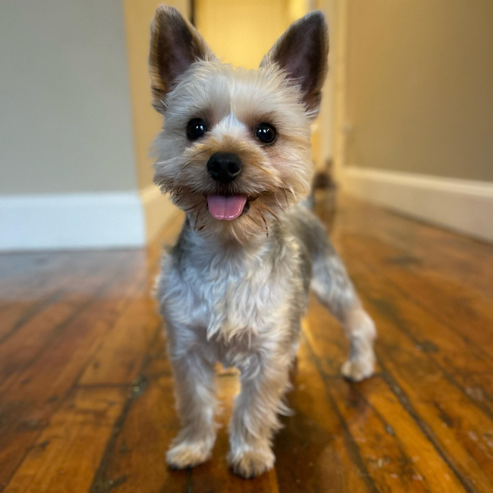 Funny Yorkshire Terrier Pup