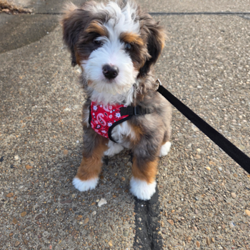 Fluffy Mini Bernedoodle Poodle Mix Pup