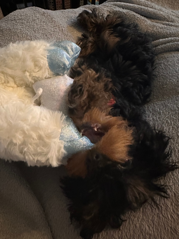 Happy Cavapoo Pup