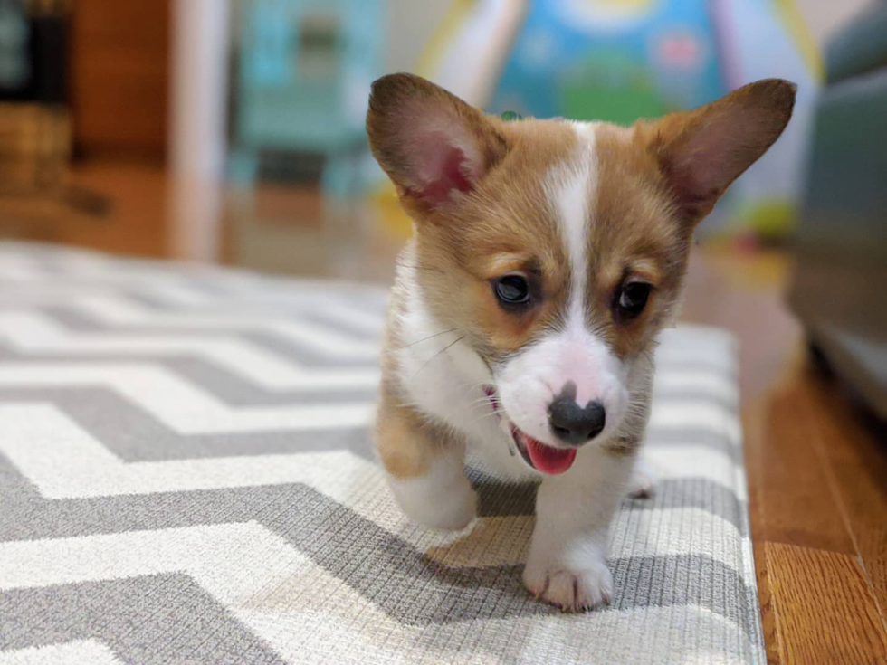 Smart Pembroke Welsh Corgi Pup in Manassas VA