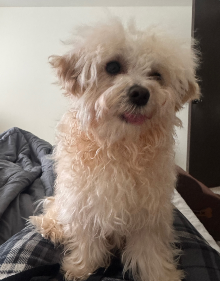 Sweet Maltipoo Pup