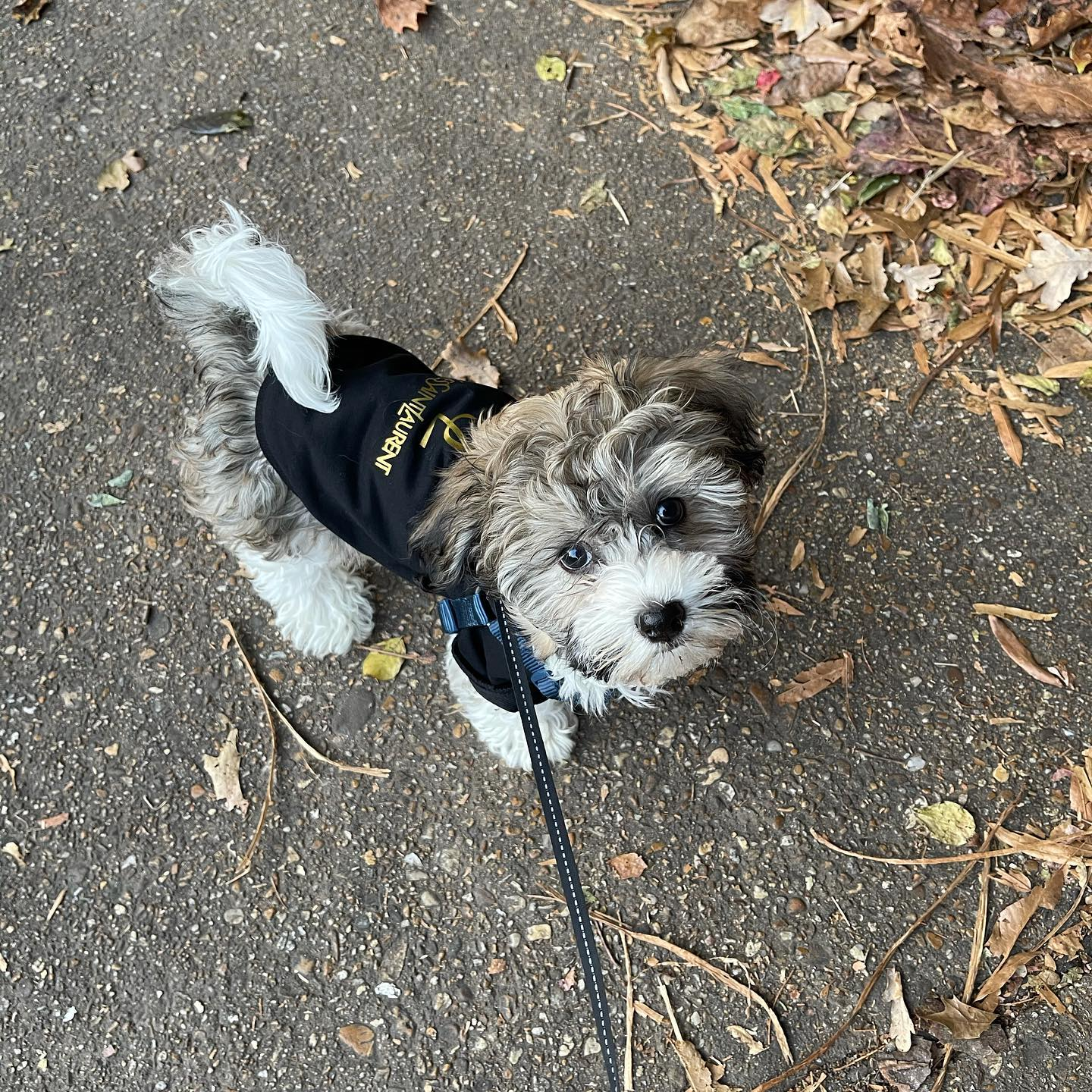 Best Havanese Baby