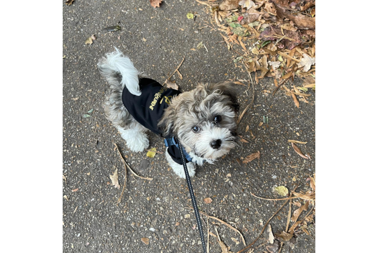 Best Havanese Baby