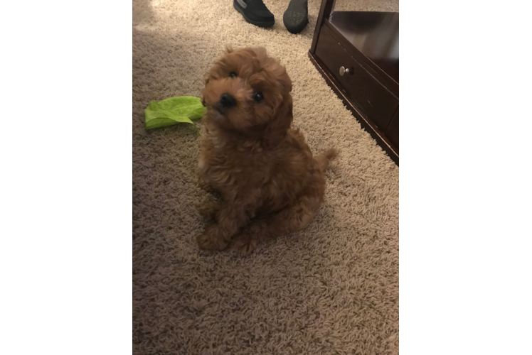 Hypoallergenic Cavoodle Poodle Mix Puppy