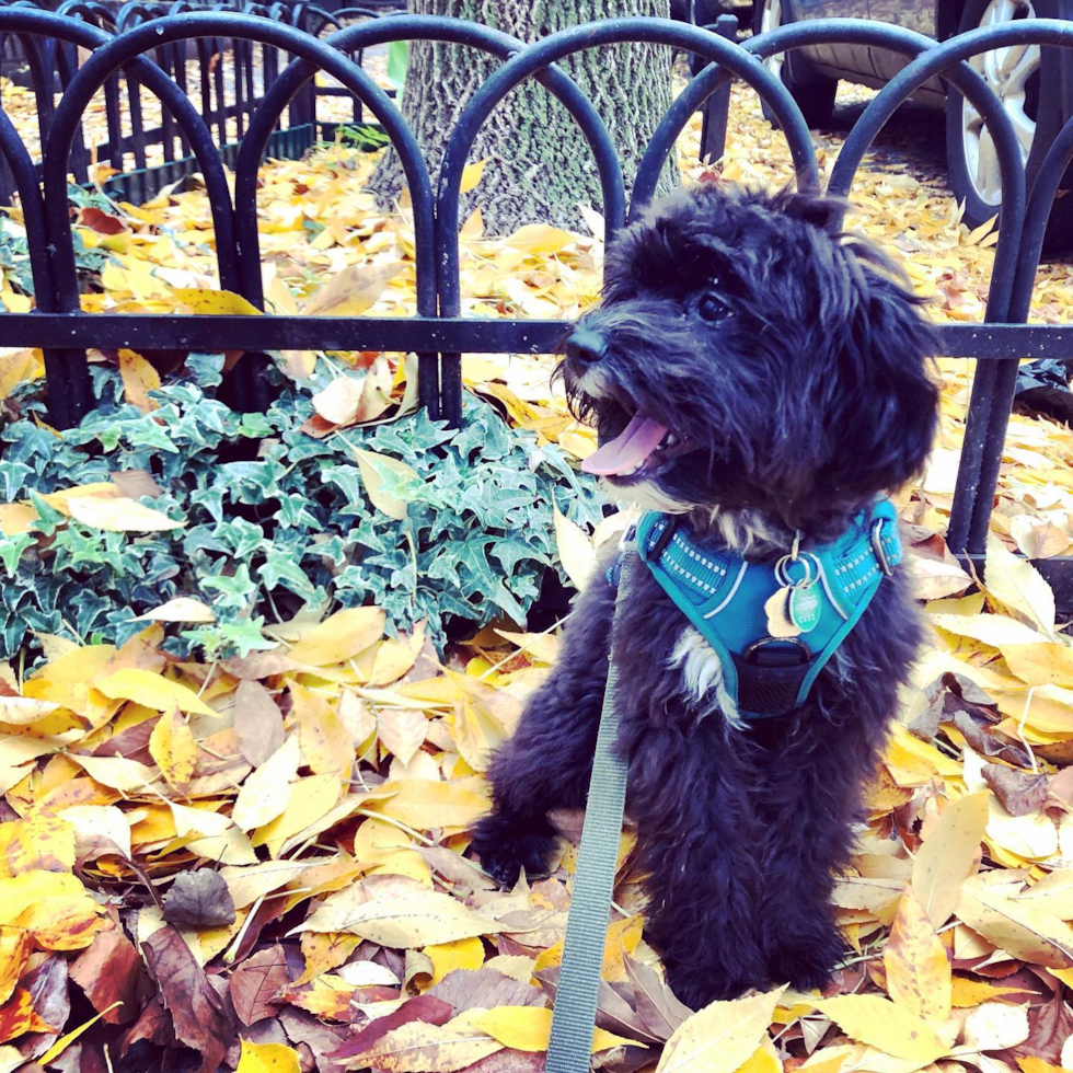 Smart Mini Aussiedoodle Poodle Mix Pup