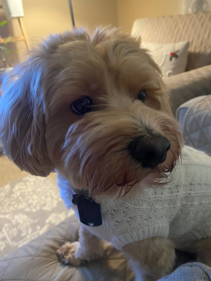 Adorable Malt Oodle Poodle Mix Pup