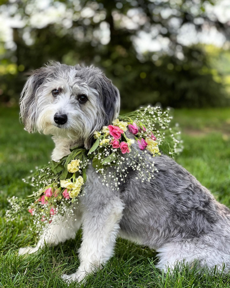 Loveland Mini Aussiedoodle Pup