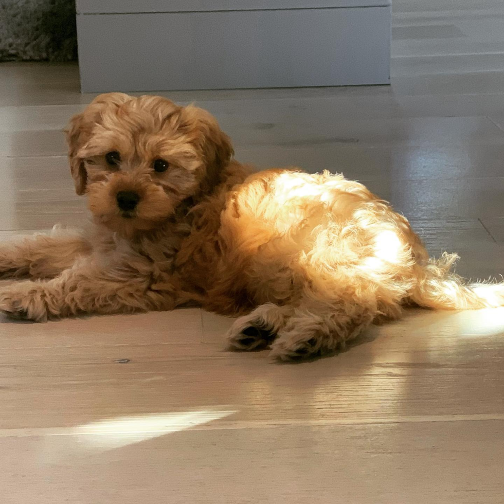 Petite Cavapoo Poodle Mix Pup